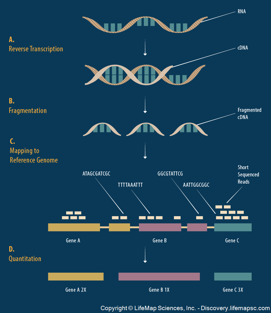 Gene Expression