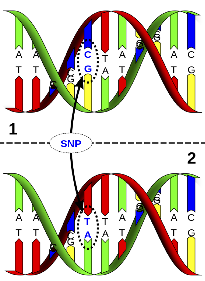 SNPs